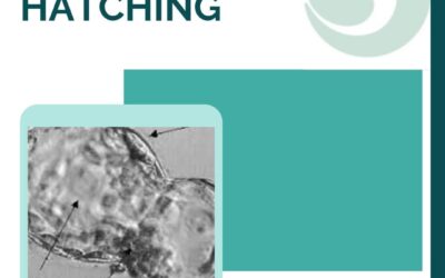 El assisted hatching (eclosión asistida) es una técnica que puede realizarse de …