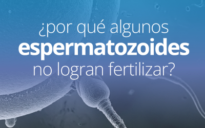 ¿Por qué algunos espermatozoides no logran fertilizar?