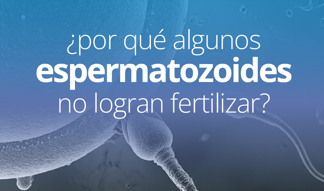 ¿Por qué algunos espermatozoides no logran fertilizar?